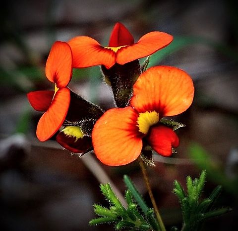 Red parrot-pea. Dillwynia hispida  Australia,Dillwynia hispida,Geotagged,Red parrot-pea,Winter