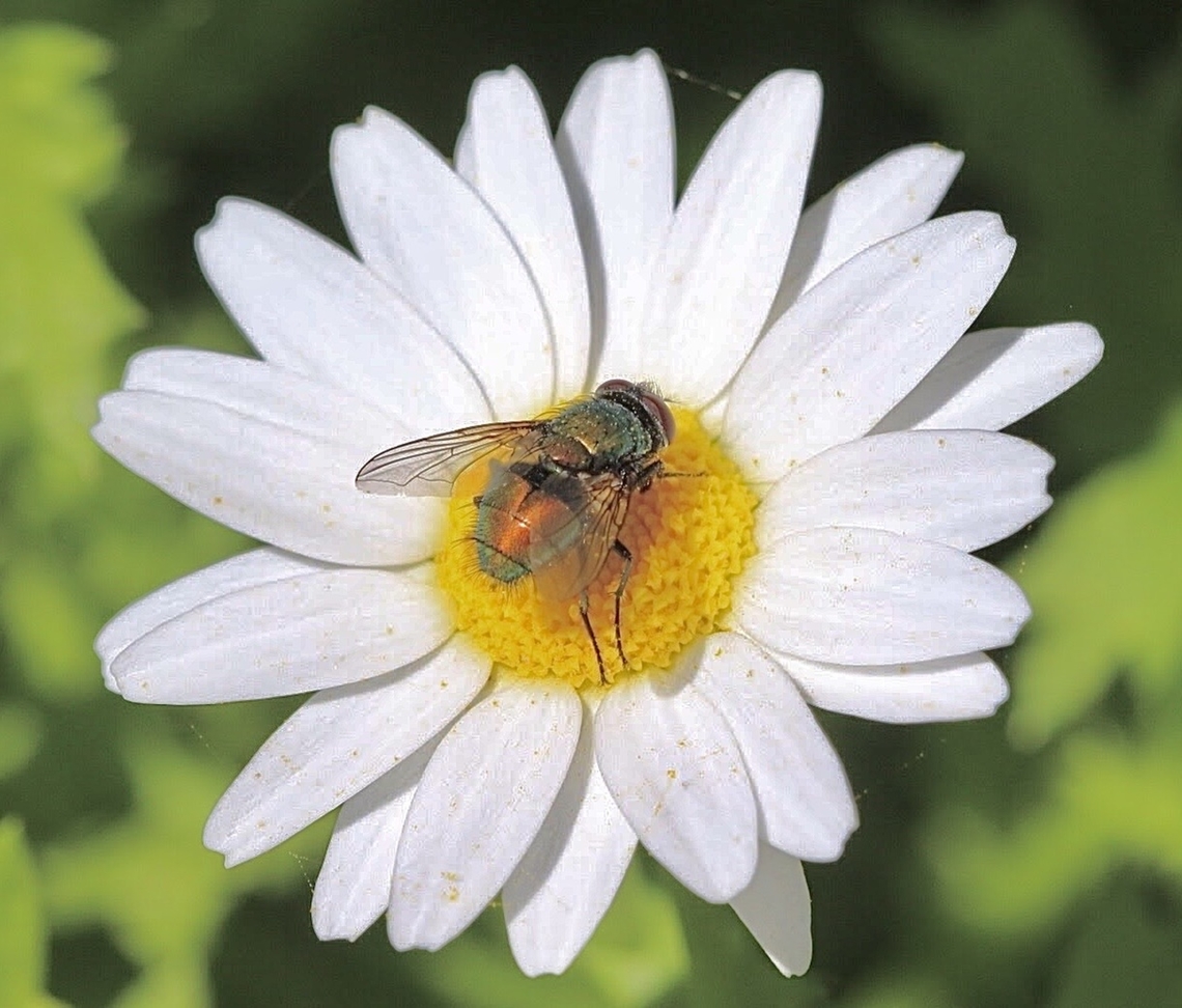 Common European Greebbottle Fly - Lucilia sericata  Australia,Common European Greenbottle Fly,Geotagged,Lucilia sericata,Spring