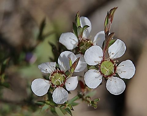 Heath tea-tree - Gaudium myrsinoides  Australia,Gaudium myrsinoides,Geotagged,Heath tea-tree,Spring