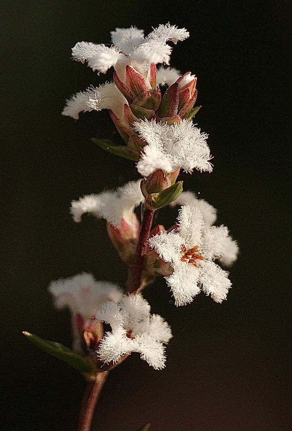Common beard-Heath   Leucopogon virgatus  Australia,Common beard-heath,Geotagged,Leucopogon virgatus,Winter
