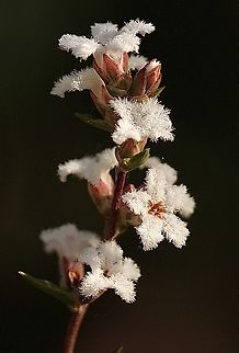 Common beard-Heath   Leucopogon virgatus  Australia,Common beard-heath,Geotagged,Leucopogon virgatus,Winter