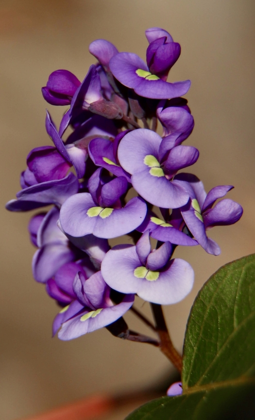 Happy Wanderer - Hardenbergia violacea  Australia,Geotagged,Happy Wanderer,Hardenbergia violacea,Winter