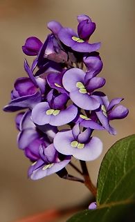 Happy Wanderer - Hardenbergia violacea  Australia,Geotagged,Happy Wanderer,Hardenbergia violacea,Winter