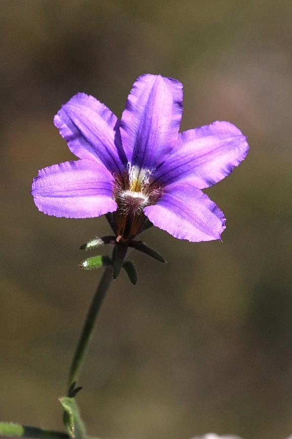 Purple fan- flower - Scaevola ramosissima  Australia,Geotagged,Purple fan-flower,Scaevola ramosissima,Spring
