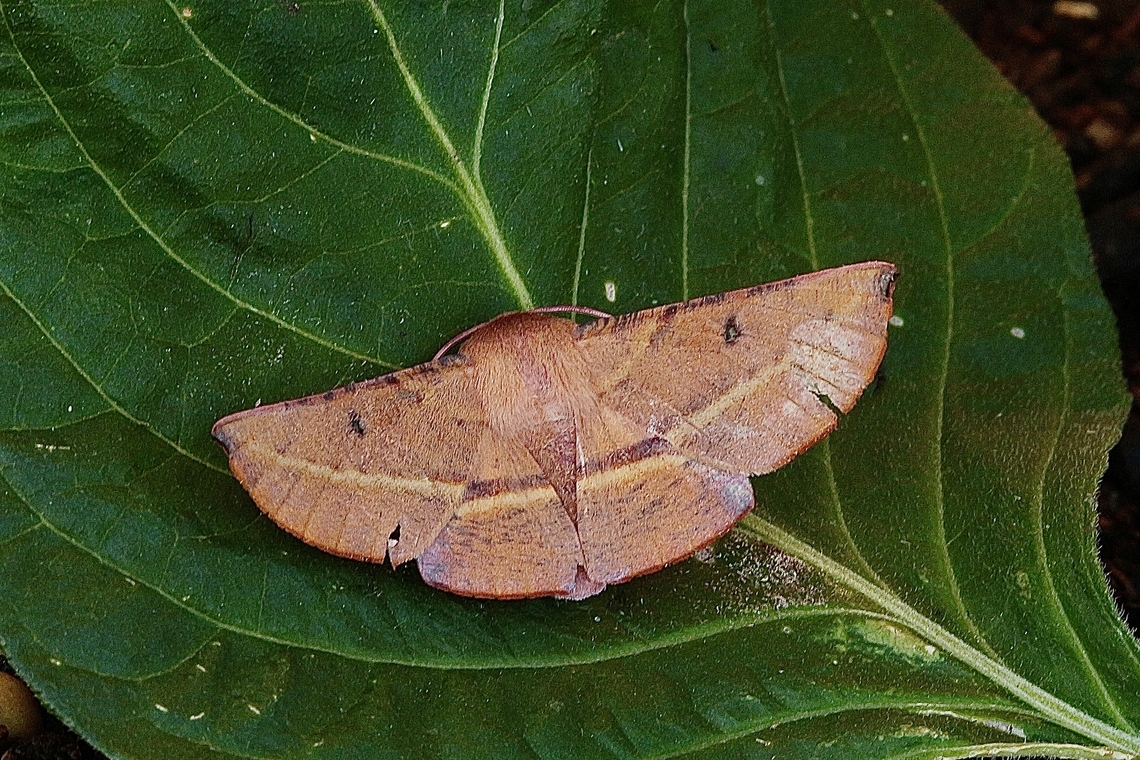 Pink-bellied Moth - Oenochroma vinaria Attracted to UV light  Australia,Geotagged,Oenochroma vinaria,Pink-bellied moth,Summer