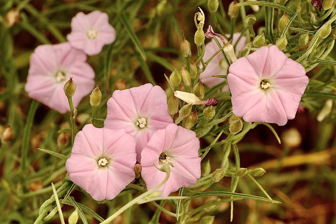 Blushing Bindweed - Convolvulus angustissimus  Australia,Blushing Bindweed,Convolvulus angustissimus,Geotagged,Spring