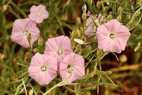 Blushing Bindweed - Convolvulus angustissimus Australia,Blushing Bindweed,Convolvulus angustissimus,Geotagged,Spring
