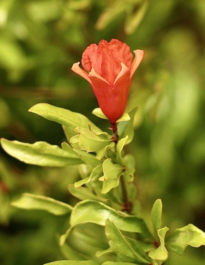 Pomegranate - Punica granatum Introduced to Australia.  Australia,Geotagged,Pomegranate,Punica granatum,Spring