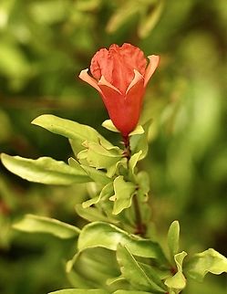 Pomegranate - Punica granatum Introduced to Australia.  Australia,Geotagged,Pomegranate,Punica granatum,Spring