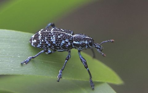 Botany Bay Diamond Weevil - Chrysolopus spectabilis  Australia,Botany Bay Diamond Weevil,Chrysolopus spectabilis,Geotagged,Spring