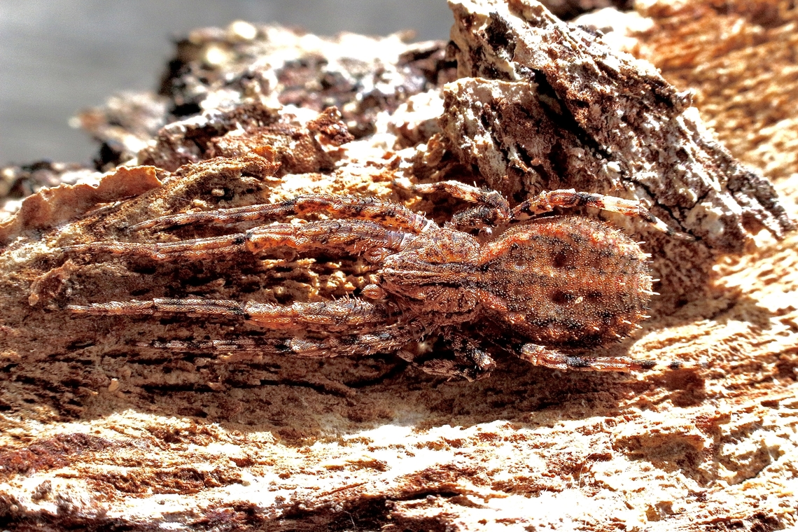 Cambridge’s Crab Spider - Isala cambridgei Very well camouflaged. Australia,Cambridge's Crab Spider,Geotagged,Isala cambridgei,Spring