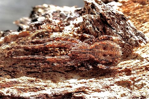 Cambridge&rsquo;s Crab Spider - Isala cambridgei Very well camouflaged. Australia,Cambridge's Crab Spider,Geotagged,Isala cambridgei,Spring