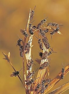 Unidentified wasp congregation.  Australia,Geotagged,Spring