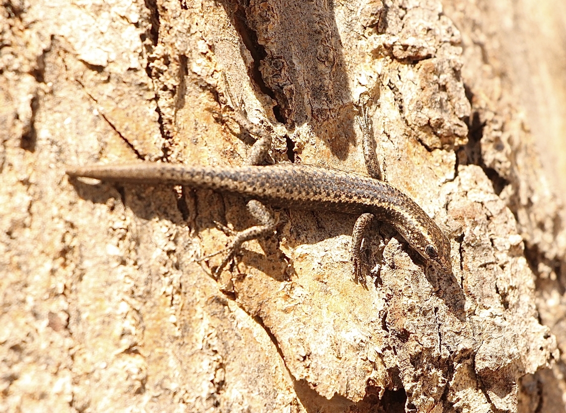 Buchanan’s snake-eyed skink - Cryptoblepharus Buchananii Looks like it lost a bit of it&rsquo;s tail. Australia,Cryptoblepharus buchananii,Geotagged,Spring