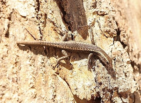 Buchanan’s snake-eyed skink - Cryptoblepharus Buchananii Looks like it lost a bit of it’s tail. Australia,Cryptoblepharus buchananii,Geotagged,Spring