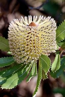 Desert banksia - Banksia ornata  Australia,Banksia ornata,Desert banksia,Geotagged,Spring