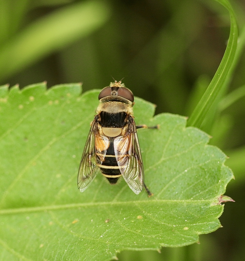 Northern Plushback - Palpada vinetorum  Geotagged,Palpada vinetorum,United States,Winter