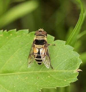Northern Plushback - Palpada vinetorum  Geotagged,Palpada vinetorum,United States,Winter