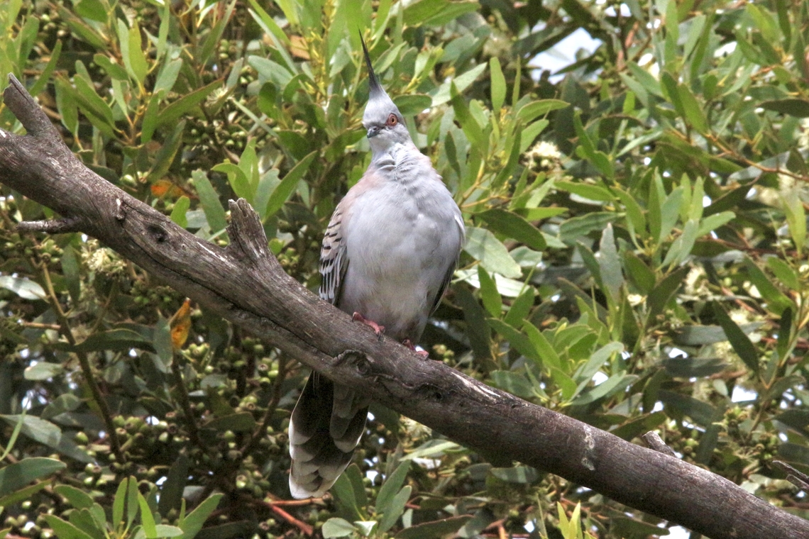 Crested pigeon - Ocyphaps lophotes  Australia,Crested pigeon,Geotagged,Ocyphaps lophotes,Spring