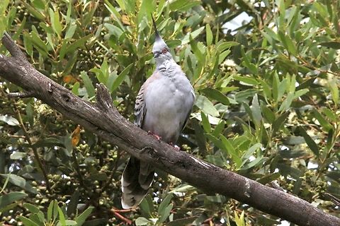 Crested pigeon - Ocyphaps lophotes  Australia,Crested pigeon,Geotagged,Ocyphaps lophotes,Spring