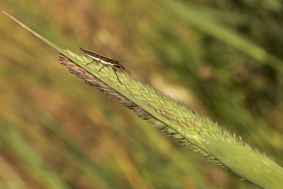 Belid Weevil - Rhinotia suturalis The weevil is the subject. Australia,Geotagged,Rhinotia suturalis,Spring,Sutural Belid Weevil