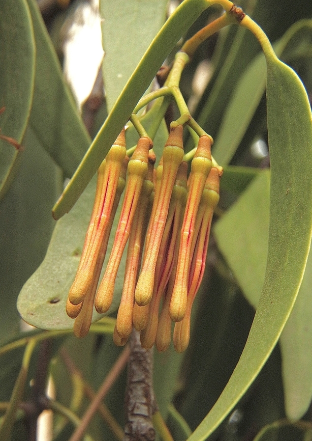 Wireleaf Mistletoe - Amyema preissii Almost ready for the flowers to open. Amyema preissii,Australia,Geotagged,Summer,Wireleaf Mistletoe