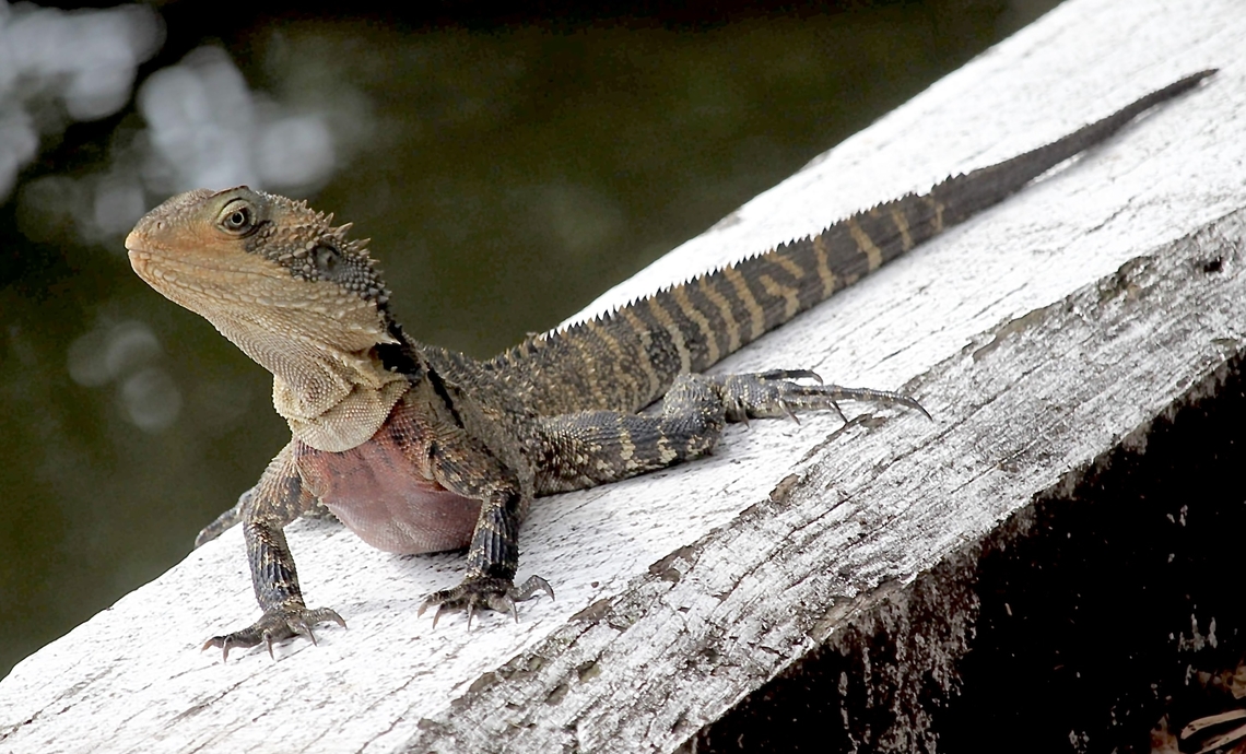 Australian water dragon - Intellagama lesueuri  Australia,Australian water dragon,Fall,Geotagged,Intellagama lesueurii