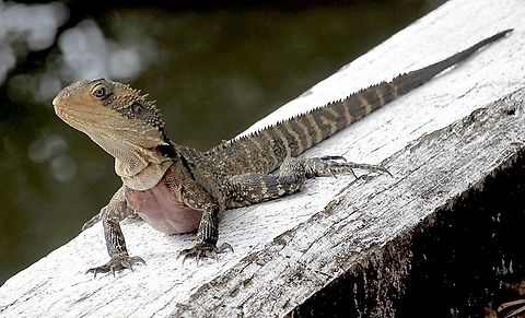 Australian water dragon - Intellagama lesueuri  Australia,Australian water dragon,Fall,Geotagged,Intellagama lesueurii