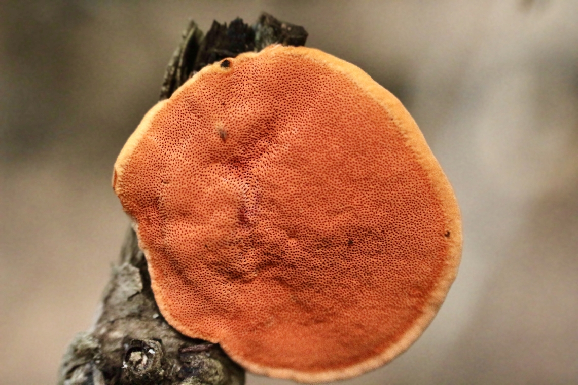 Southern Cinnabar Polypore - Trametes coccinea Pore surface of Trametes coccinea. Australia,Eamw fungi,Fall,Geotagged,NSW Tea Gardens,Southern Cinnabar Polypore,Trametes coccinea