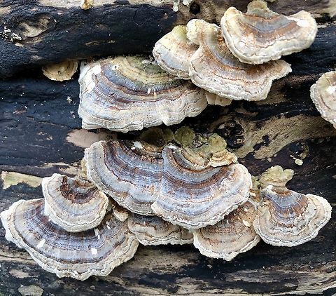 Turkey Tail - Trametes versicolor  Australia,Geotagged,Trametes versicolor,Turkey Tail,Winter