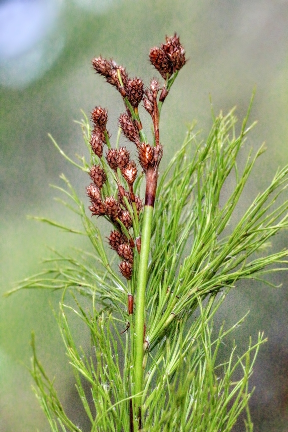 Tassel Cord - Rush -  Baloskion tetraphyllum  Australia,Baloskion tetraphyllum,Geotagged,Summer,Tassel rope-rush