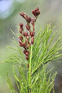 Tassel Cord - Rush -  Baloskion tetraphyllum  Australia,Baloskion tetraphyllum,Geotagged,Summer,Tassel rope-rush