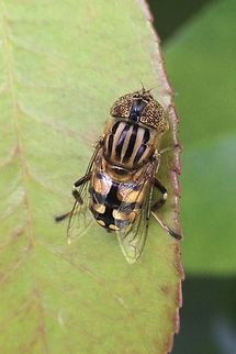 Native Drone Fly -  Eristalinus punctulatus  Australia,Eristalinus punctulatus,Geotagged,Native drone fly,Spring