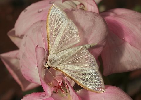 Jasmine moth - Palpita vitrealis Attracted to UV light. Australia,Geotagged,Jasmine moth,Palpita vitrealis,Winter