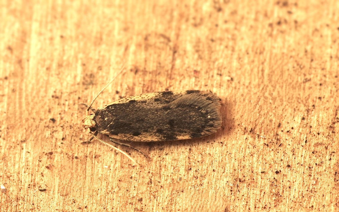 Hoplostega ochroma A curved-horn moth, attracted to UV light. Australia,Geotagged,Hoplostega ochroma,Winter