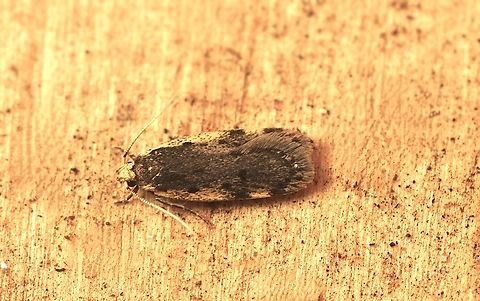 Hoplostega ochroma A curved-horn moth, attracted to UV light. Australia,Geotagged,Hoplostega ochroma,Winter