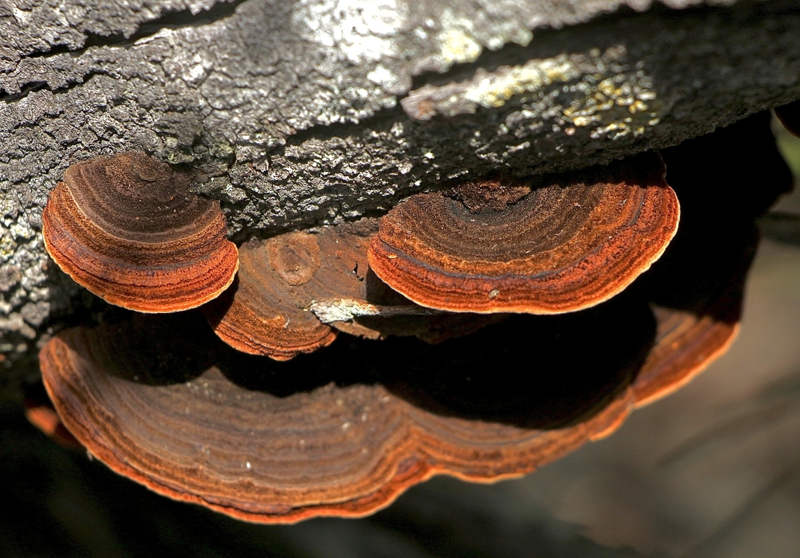 Phaeotrametes decipiens  Australia,Geotagged,Phaeotrametes decipiens,Spring