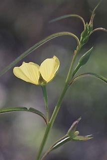 Primrose-Willow - Ludwigia longifolia  Australia,Geotagged,Longleaf Primrose-Willow,Ludwigia longifolia,Summer