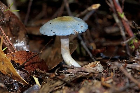 Elegant blue webcam - Cortinarius rotundisporus  Australia,Cortinarius rotundisporus,Elegant blue webcap,Geotagged,Winter