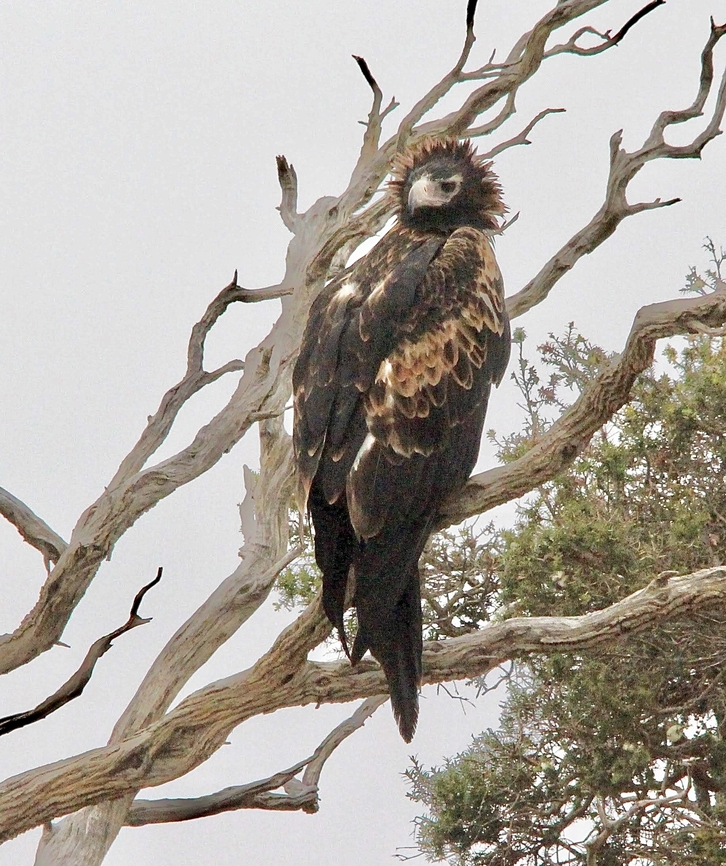 Wedge - tailed eagle - Aquila audax  Aquila audax,Australia,Geotagged,Summer,Wedge-tailed Eagle