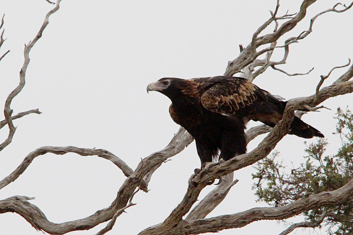 Wedge- tailed eagle - Aquila audax  Aquila audax,Australia,Geotagged,Summer,Wedge-tailed Eagle