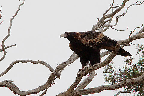 Wedge- tailed eagle - Aquila audax  Aquila audax,Australia,Geotagged,Summer,Wedge-tailed Eagle
