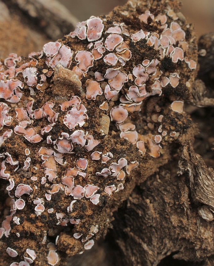Blushing Scale -Psora decipiens Psora decipiens is a species of lichenized fungus belonging to the family Psoraceae. This lichen is commonly found on various substrates, particularly in temperate and boreal regions. Taxonomy and Classification: Kingdom: Fungi; Phylum: Ascomycota; Australia,Blushing Scale,Geotagged,Psora decipiens,Winter