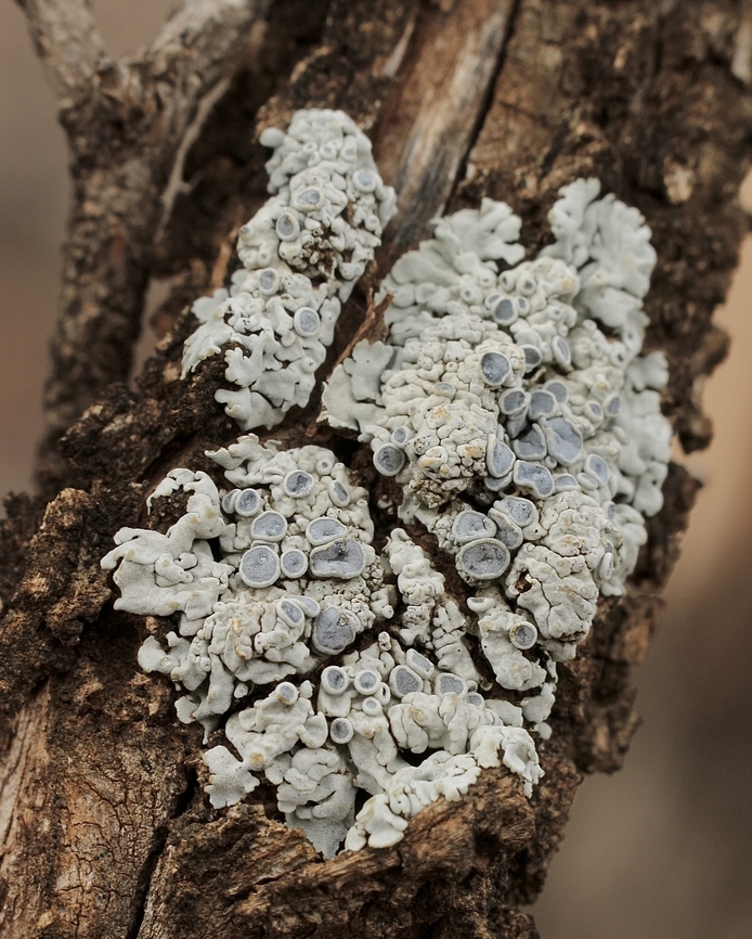 Hoary rosette lichen - Physcia aipolia Growing on dead wood ( branches) in mallee bushland .<br />
<br />
Not really sure if this is a correct identification. Australia,Geotagged,Physcia aipolia,Winter