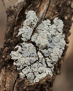 Hoary rosette lichen - Physcia aipolia Growing on dead wood ( branches) in mallee bushland .

Not really sure if this is a correct identification. Australia,Geotagged,Physcia aipolia,Winter