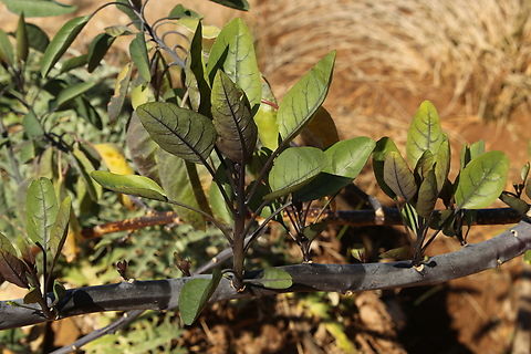 Tree tobacco - Nicotiana glauca Introduced to Australia.  Australia,Geotagged,Nicotiana glauca,Winter