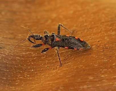 Neohavinthus pentatomus A small Assassin bug found under eucalyptus tree bark Australia,Geotagged,Neohavinthus pentatomus,Winter