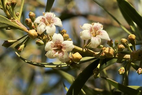 Genus Myoporum Observed growing on s seasonal water course. Australia,Geotagged,Winter