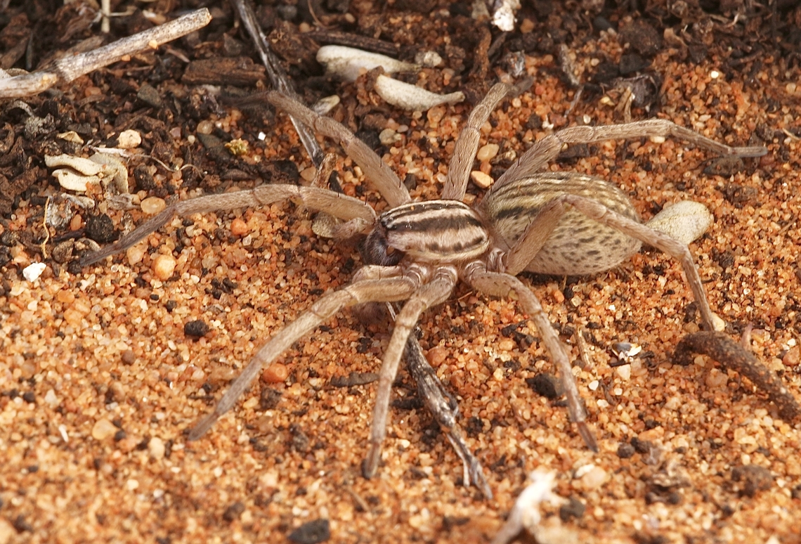 Striped Swamp Spider Miturga gilva  Australia,Geotagged,Miturga gilva,Striped Swamp Spider,Winter