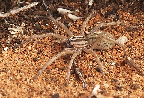 Striped Swamp Spider Miturga gilva  Australia,Geotagged,Miturga gilva,Striped Swamp Spider,Winter